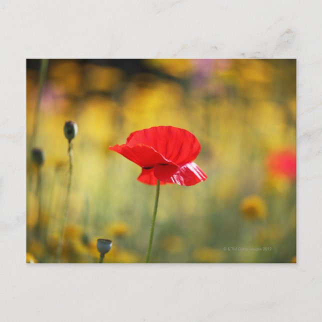 Postal Amortiguador rojo (Anverso)