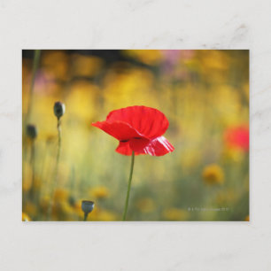 Postal Amortiguador rojo