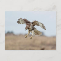 Amortiguamiento inmaduro de Hawk con cola roja