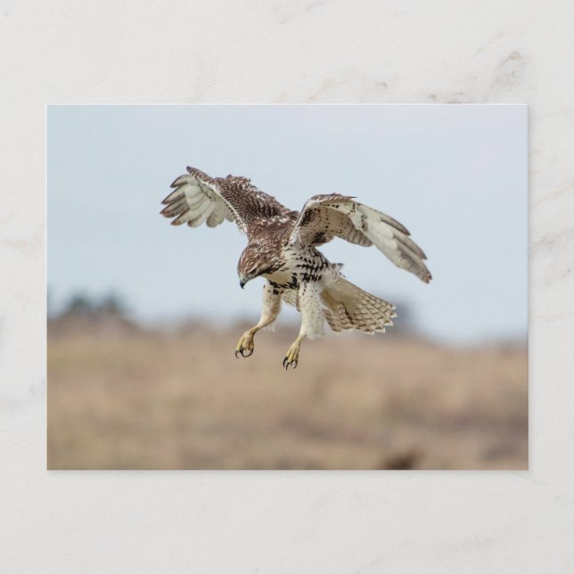 Postal Amortiguamiento inmaduro de Hawk con cola roja (Anverso)