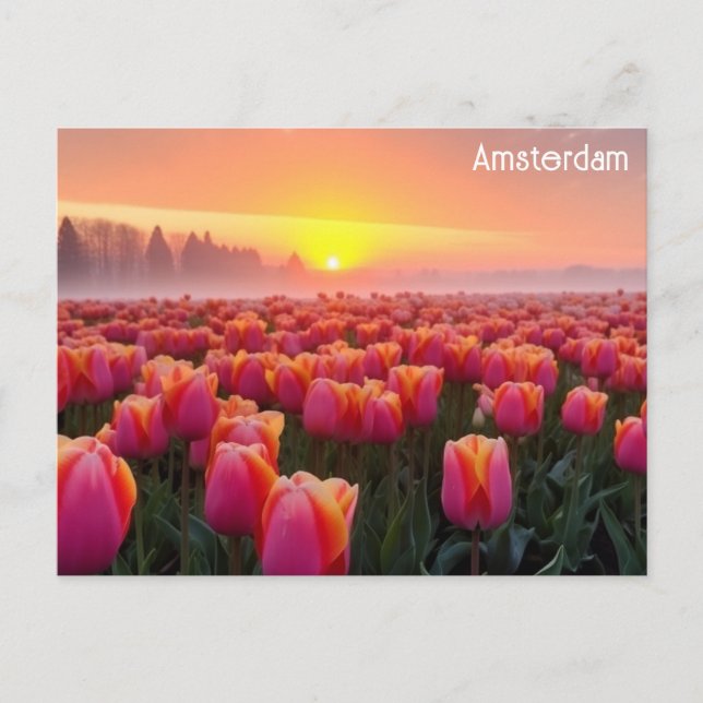 Postal Ámsterdam Holandés Tulips Travel Photo (Anverso)