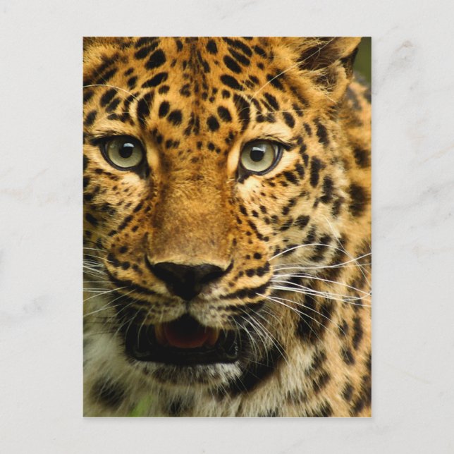Postal Amur Leopard (Anverso)