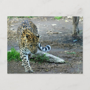 Postal Amur Leopard