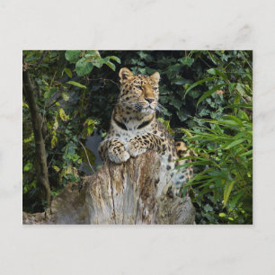 Postal Amur Leopard