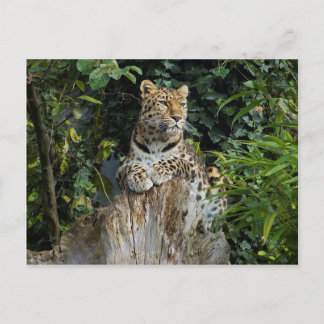 Postal Amur Leopard