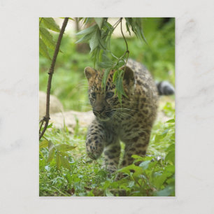 Postal Amur Leopard Cub