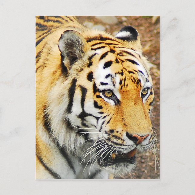 Postal Amur Tiger (Anverso)