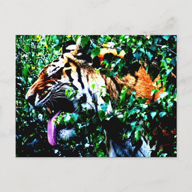 Postal Amur Tiger pc arc4 (Anverso)