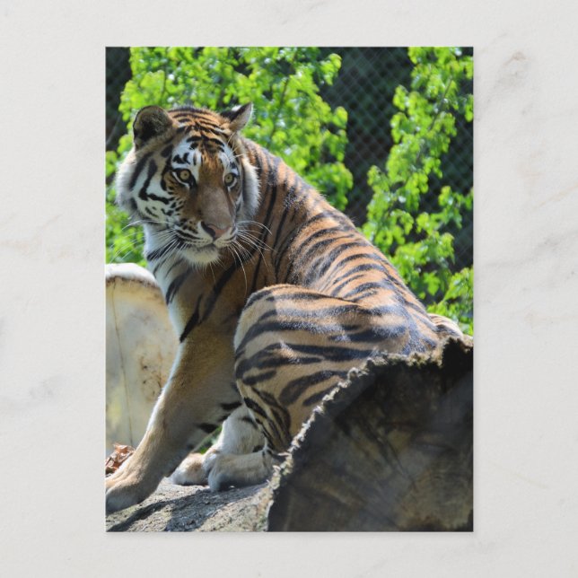 Postal Amur Tiger (Siberian) (Anverso)