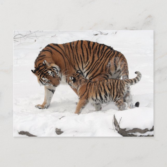 Postal Amur tiger y Cub (Anverso)