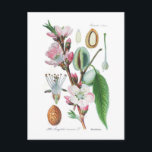 Postal Amygdalus communis (Almond)<br><div class="desc">Amygdalus communis (Almond) ; de 'Flora von Deutschland,  Österreich und der Schweiz' del profesor Otto Wilhelm Thomé.1885. Esta imagen (u otro archivo multimedia) es de dominio público porque sus derechos de autor han caducado.</div>