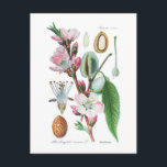 Postal Amygdalus communis (Almond)<br><div class="desc">Amygdalus communis (Almond) ; de 'Flora von Deutschland,  Österreich und der Schweiz' del profesor Otto Wilhelm Thomé.1885. Esta imagen (u otro archivo multimedia) es de dominio público porque sus derechos de autor han caducado.</div>