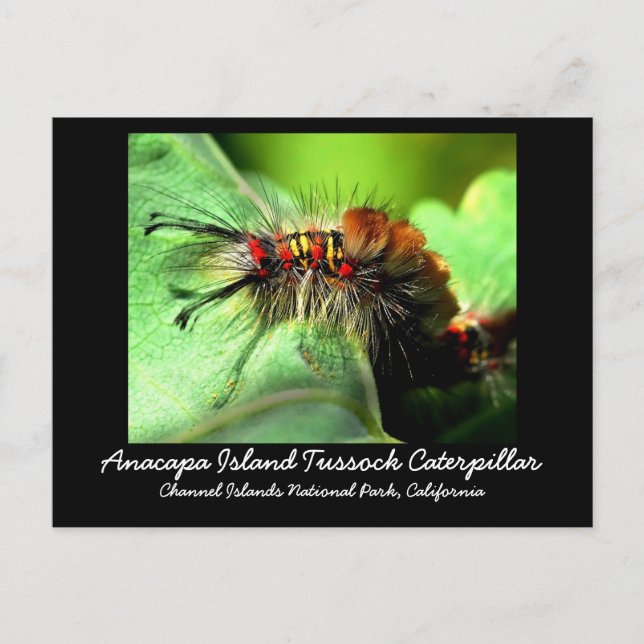 Postal Anacapa Island Tussock Caterpillar (Anverso)