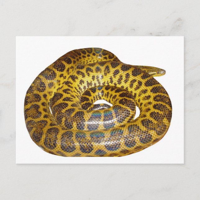Postal Anaconda amarilla (Anverso)