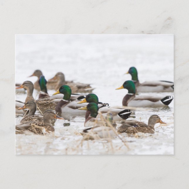 Postal Ánade real en humedal en invierno (Anverso)