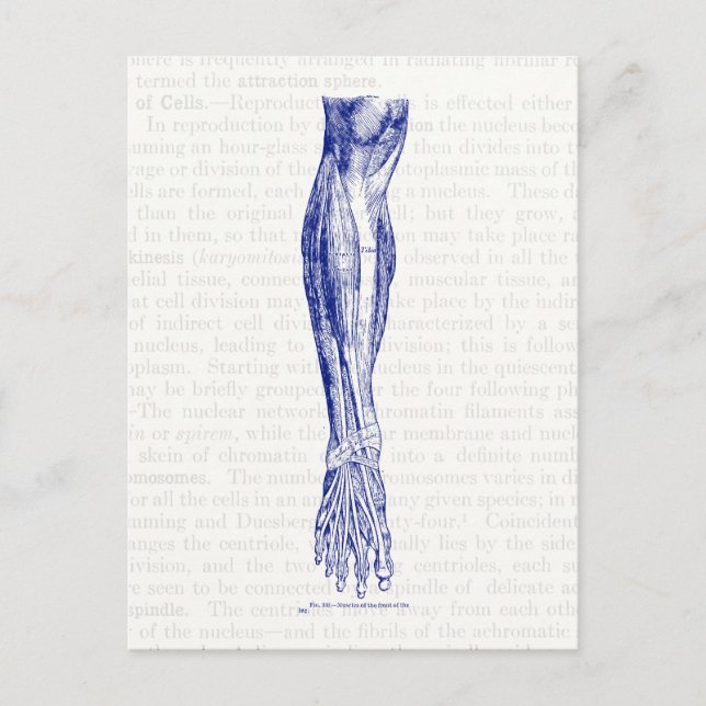Postal Anatomía antigua dibujando músculos de la pierna a (Anverso)