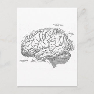Postal Anatomía cerebral vintage
