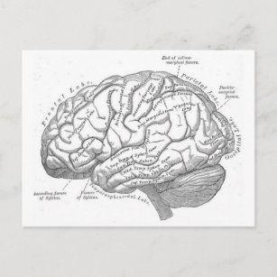 Postal Anatomía cerebral vintage