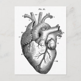 Postal Anatomía-Corazón-Imágenes-Vintage