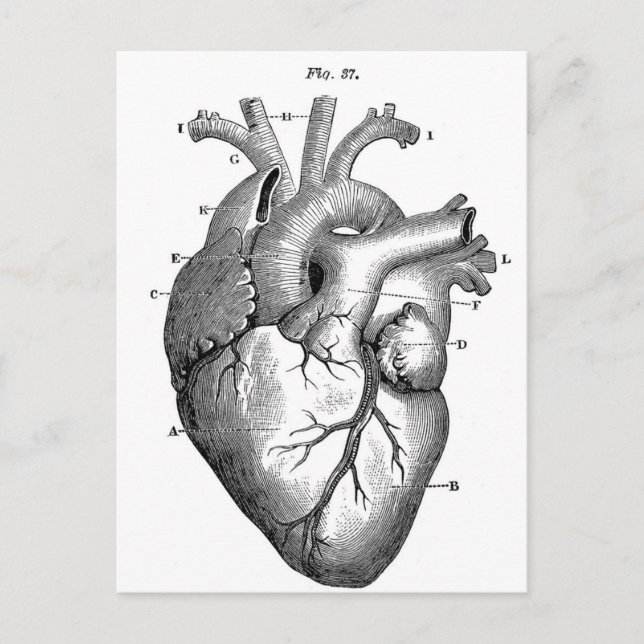 Postal Anatomía-Corazón-Imágenes-Vintage (Anverso)