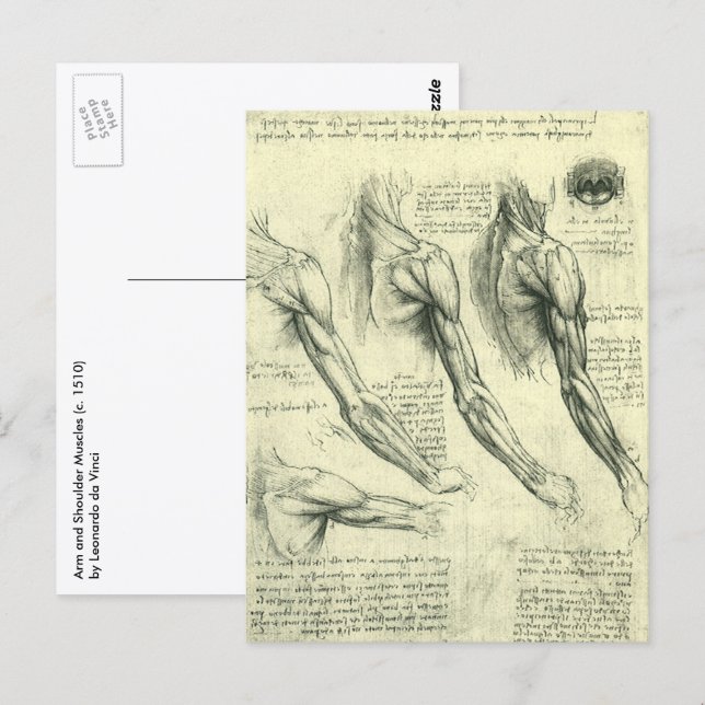 Postal Anatomía de armas y hombros de Leonardo da Vinci (Anverso / Reverso)