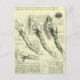 Postal Anatomía de armas y hombros de Leonardo da Vinci