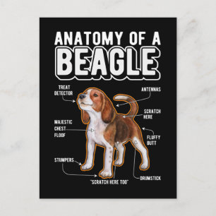 Postal Anatomía de Beagle Perro Divertido