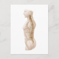 Anatomía De Columna Vertebral Humana, Lateral Izqu