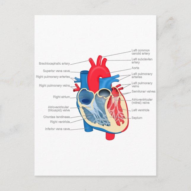 Postal Anatomía de corazón (Anverso)