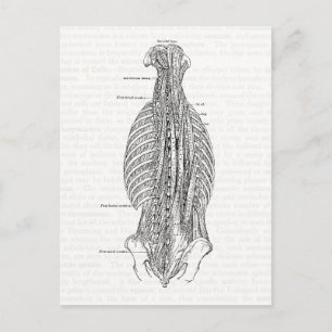 Postal Anatomía de época que dibuja la parte posterior