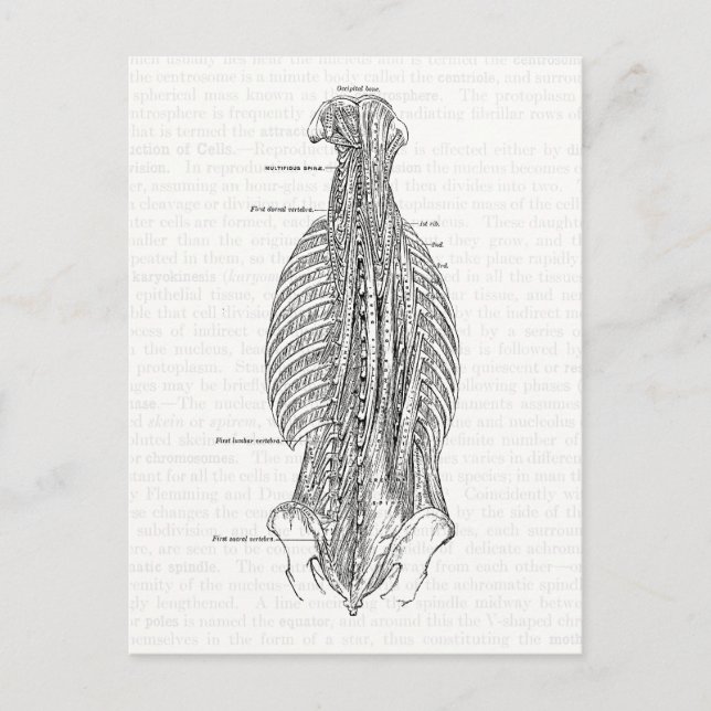 Postal Anatomía de época que dibuja la parte posterior (Anverso)