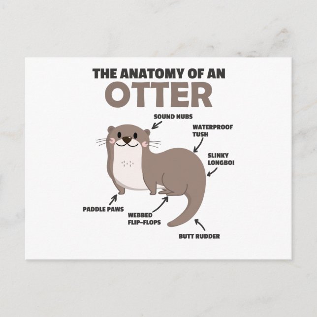 Postal Anatomía De Explicación De Otter Cute De Un Otter (Anverso)