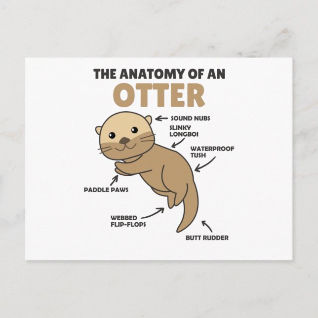 Postal Anatomía De Explicación De Otter Cute De Un Otter (Anverso)