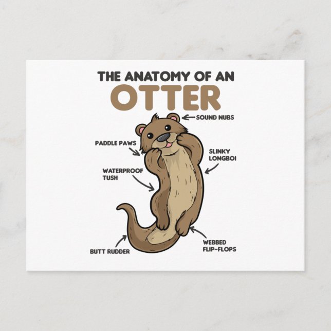 Postal Anatomía De Explicación De Otter Cute De Un Otter (Anverso)