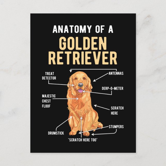 Postal Anatomía de Golden Retriever Perro Divertido (Anverso)