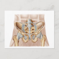 Anatomía De Hueso Pélvico Y Ligaments Humanos