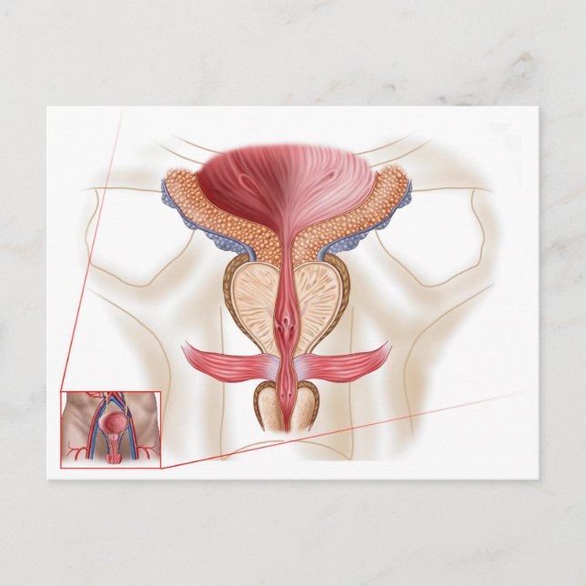 Postal Anatomía de la glándula prostática (Anverso)