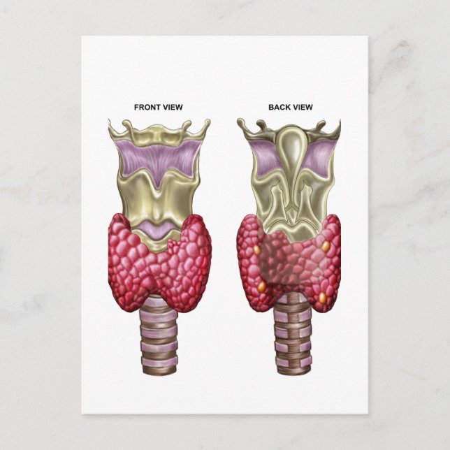 Postal Anatomía De La Glándula Tiroidea Con Laringe Y Car (Anverso)