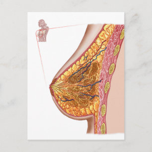 Postal Anatomía De La Mama Femenina