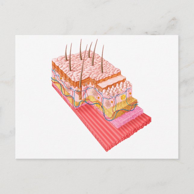 Postal Anatomía De La Piel Humana (Anverso)