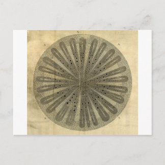 Postal Anatomía de la planta de cosecha