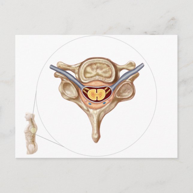 Postal Anatomía De La Vertebra Humana (Anverso)