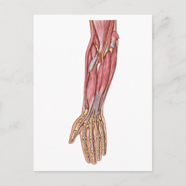 Postal Anatomía De Los Músculos Del Forearm Humano 1 (Anverso)