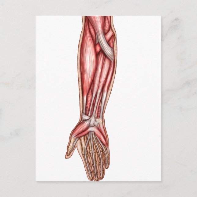 Postal Anatomía De Los Músculos Del Forearm Humano 2 (Anverso)