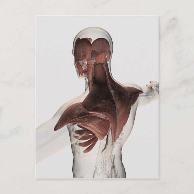 Postal Anatomía De Músculos Masculinos En El Cuerpo Super (Anverso)