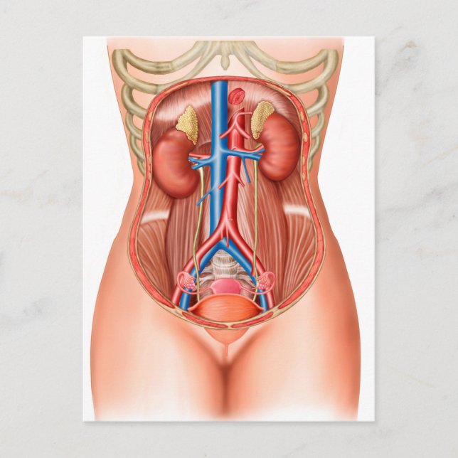 Postal Anatomía De Órganos Humanos (Anverso)