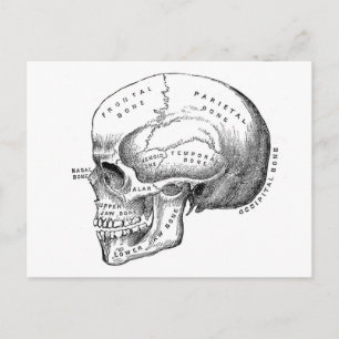 Postal Anatomía de Skull