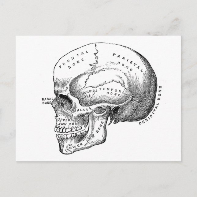Postal Anatomía de Skull (Anverso)