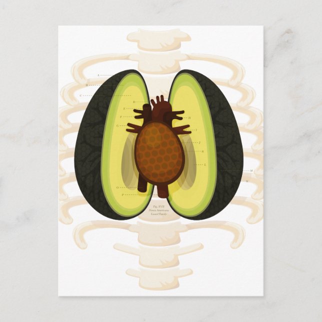 Postal Anatomía de un aguacate (Anverso)