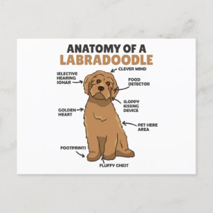 Postal Anatomía De Un Cachorro De Cañón De Labradoodle